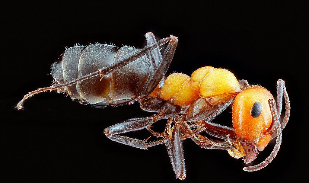 Ant Control service in Bellingham, WA