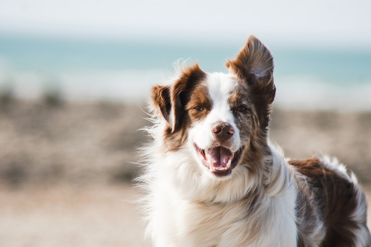 Flea & Tick Control service in Bellingham, WA