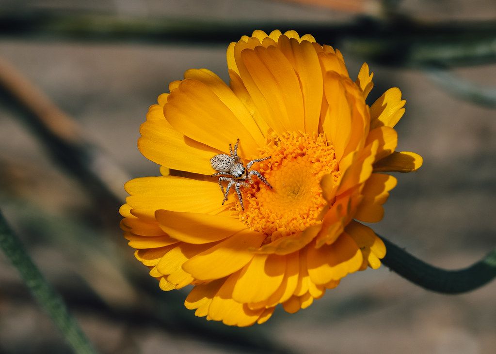Spider Control service in Bellingham, WA